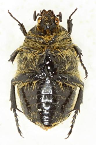 Gametis jucunda